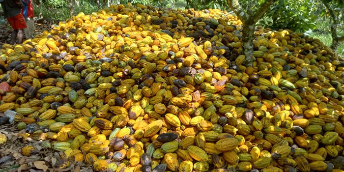 Awutu-Senya-West-Cocoa-Farmers-Call-for-Government-Support