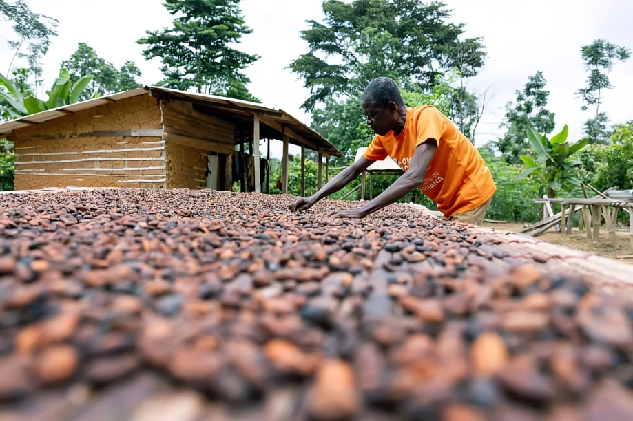 Cocoa Farming