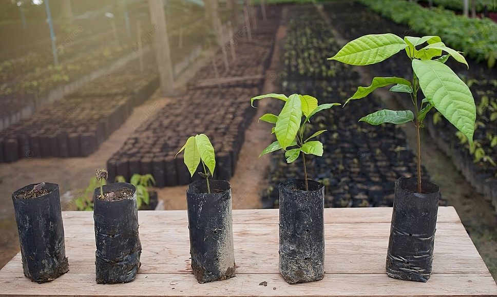 Cocoa Growth Progress